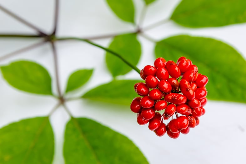 ginseng berries