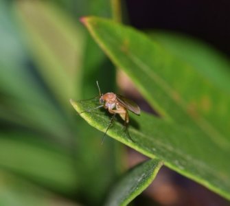 gnats on indoor plants