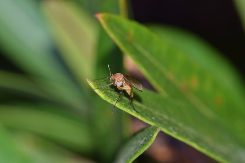 gnats on indoor plants