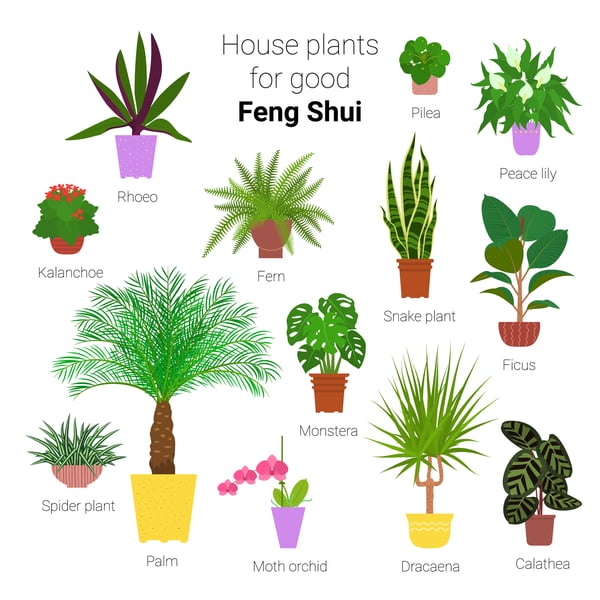 house plants for good Feng Shui