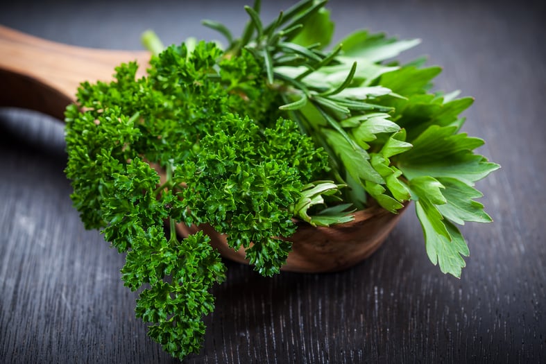 how to grow parsley indoors