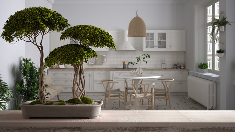 japanese small indoor trees