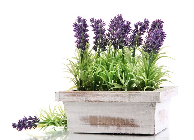 lavender as a mosquito repellent plant