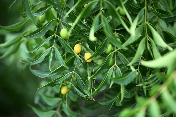 Neem oil tree fruit