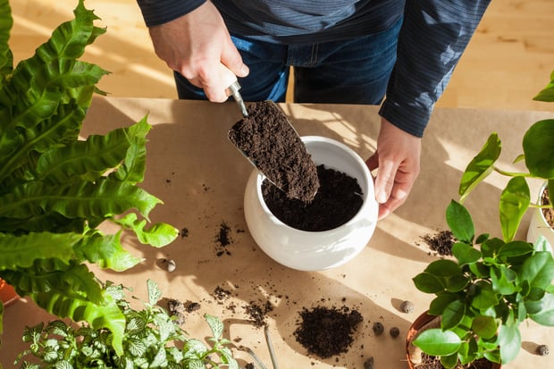 planting and cultivating ginseng indoors