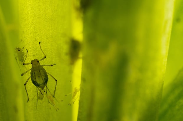 small bug on a leaf