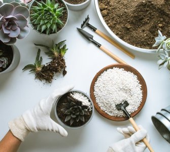 soil cover for indoor plants