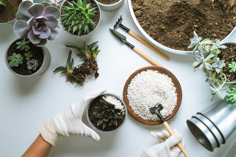 soil cover for indoor plants