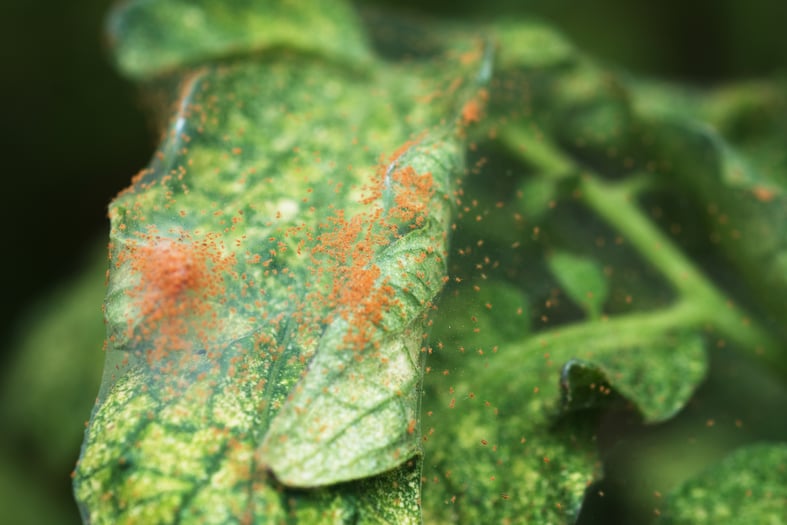 spider mites on indoor plant