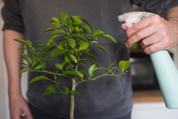 spray neem oil on indoor plants