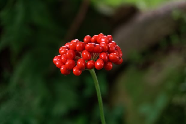 wild ginseng berries