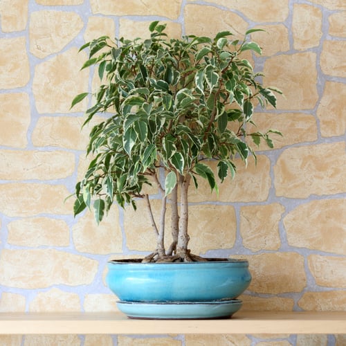 Ficus benjamina weeping fig