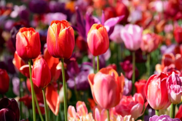 colorful blooming tulips