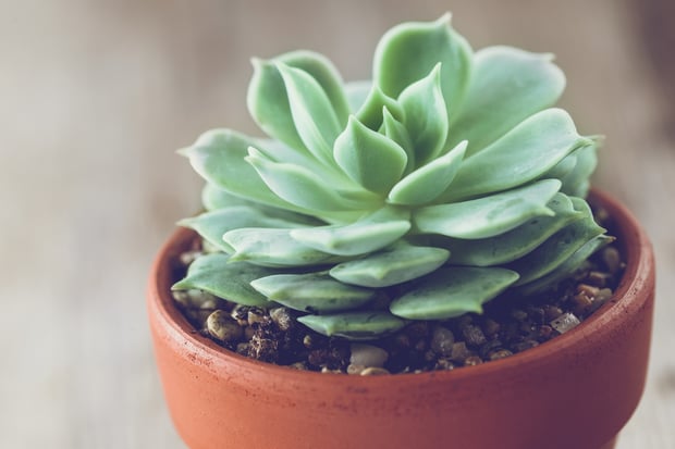 Echeveria succulent in a flower pot