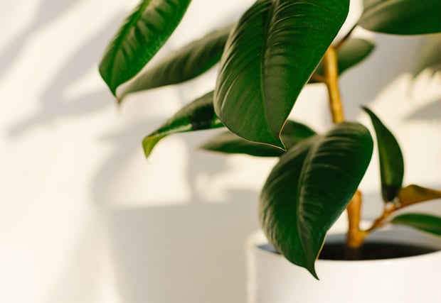 ficus elastic rubber tree