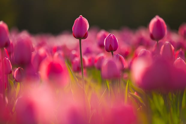 field of tulips