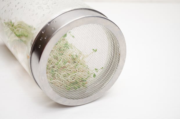 microgreens in glass jar with metal lid