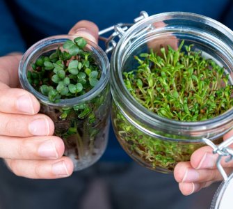 growing microgreens in a jar