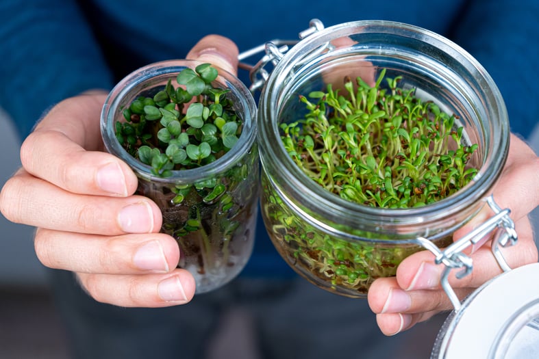 growing microgreens in a jar