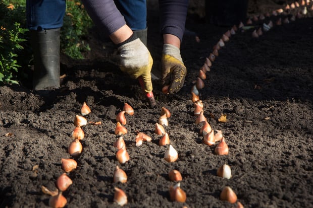 planting and growing tulips in a garden
