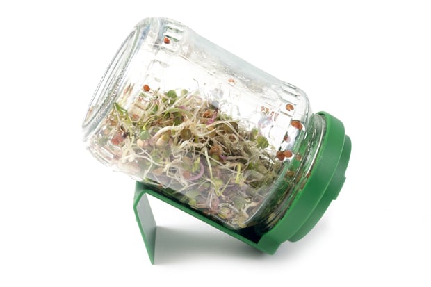 microgreens sprout in a glass jar