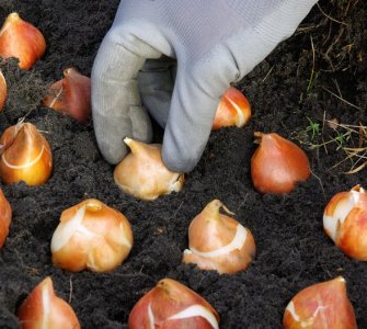 planting tulip bulbs