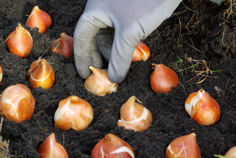 planting tulip bulbs