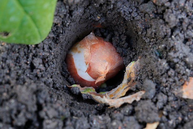 tulip bulb in the ground