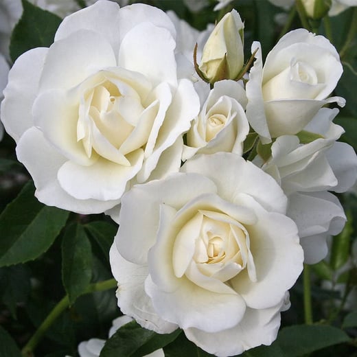 Own-root one gallon Iceberg rose