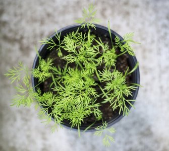 grow dill indoors