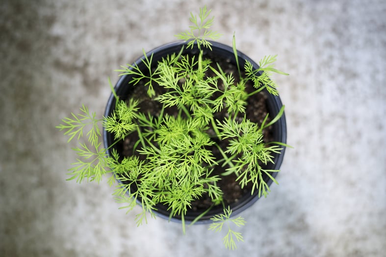 grow dill indoors