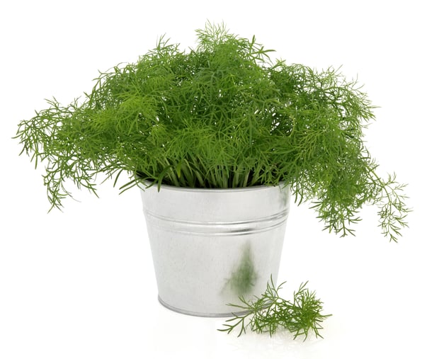 growing dill in a can