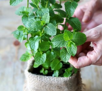 how to grow mint indoors