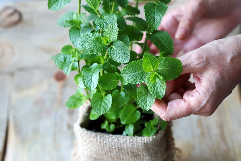 how to grow mint indoors