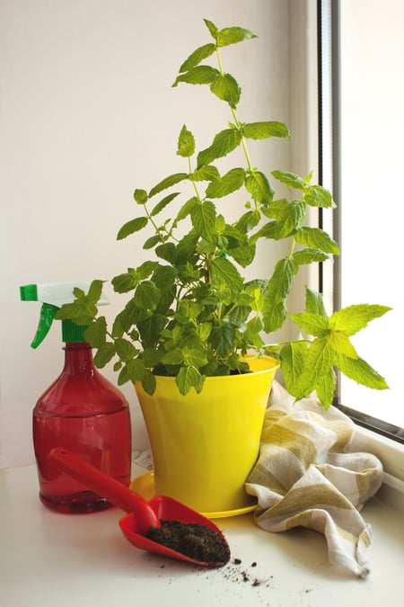 mint in plastic container