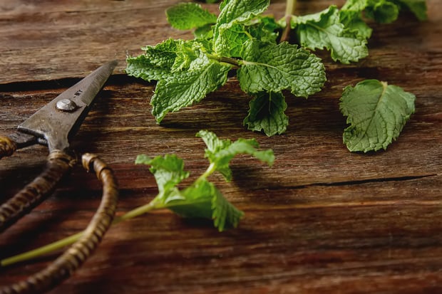 sprig of mint freshly harvested