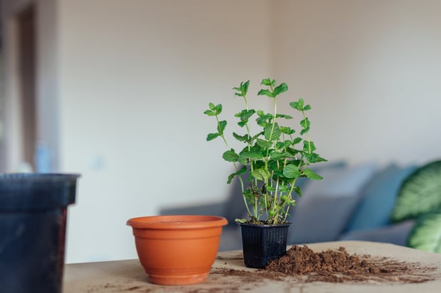varieties of mint to grow indoors