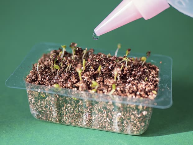 adding some water to grow microgreens