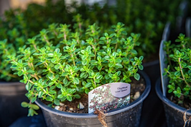 growing thyme from seeds indoors