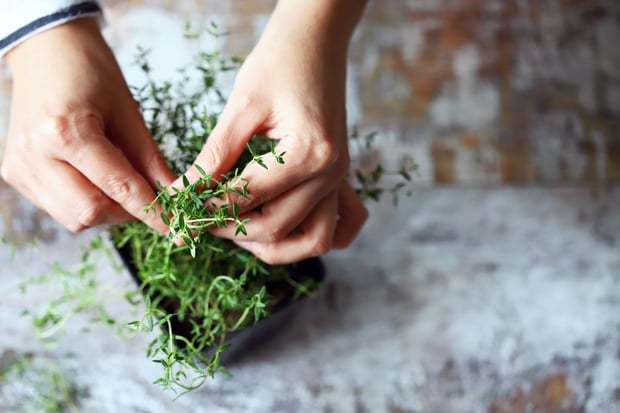 harvesting thyme at the right time