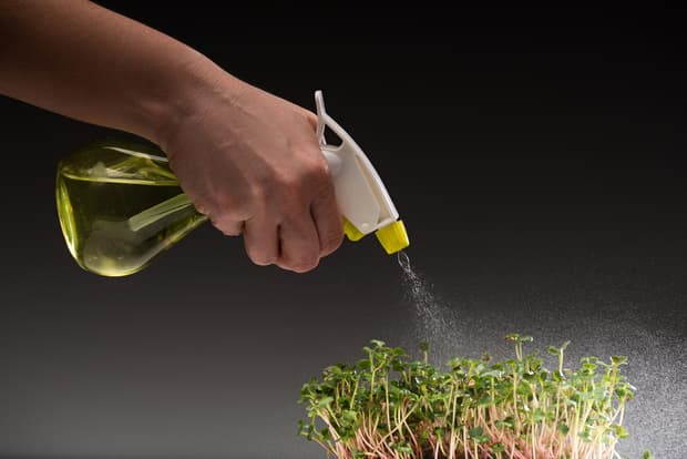 spraying some water on microgreens