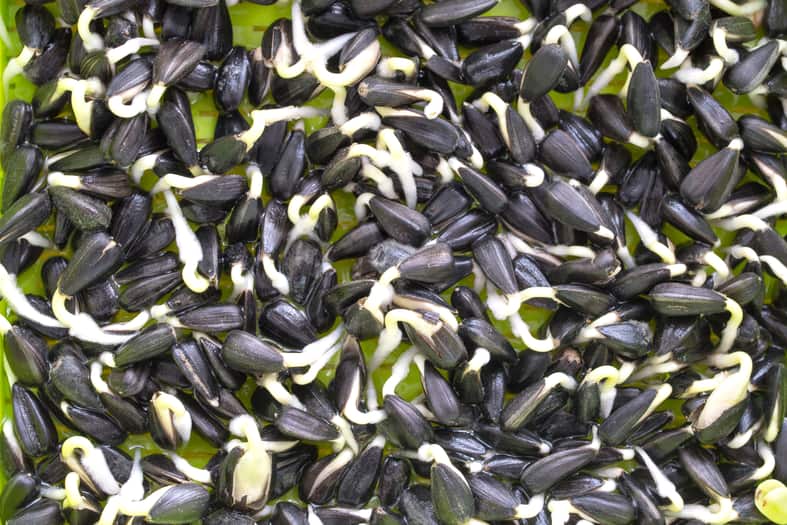 sprout sunflower seeds