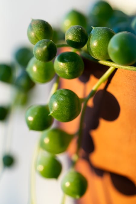 string of pearls succulent