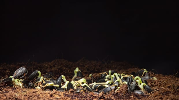 sunflower seeds in soil