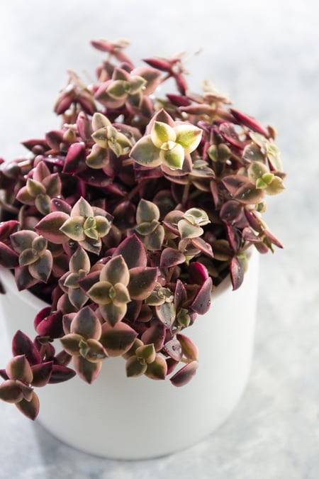 watering a cutting succulent