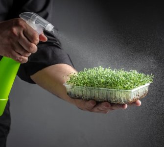 watering microgreens