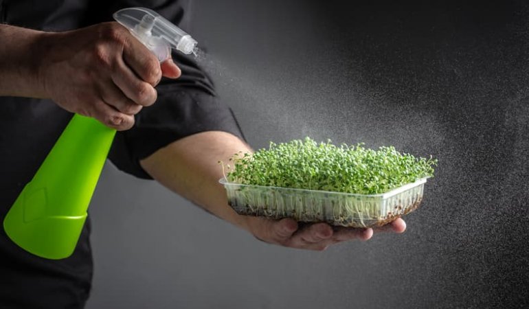 watering microgreens