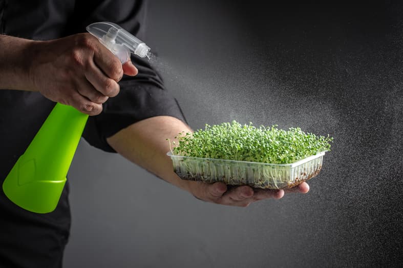 watering microgreens