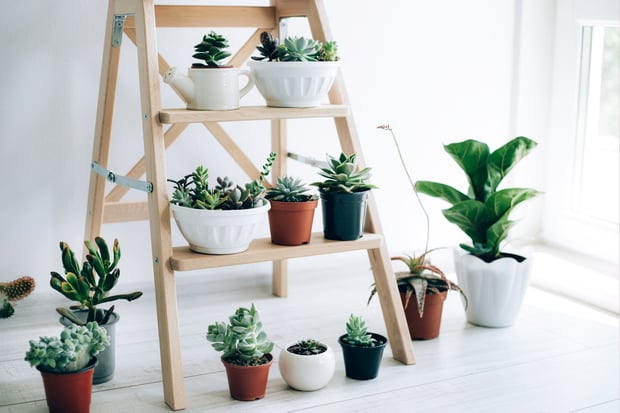 different types of indoor plants on a ladder