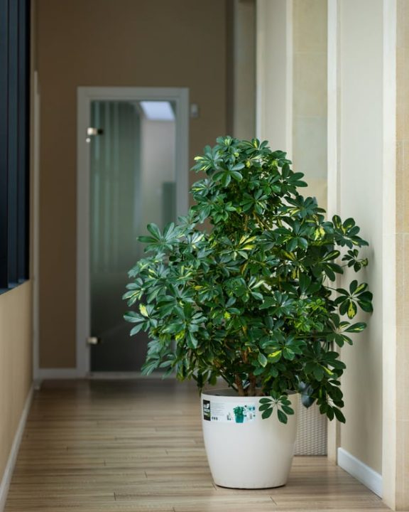plant in apartment